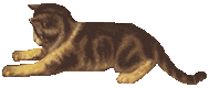 kitty